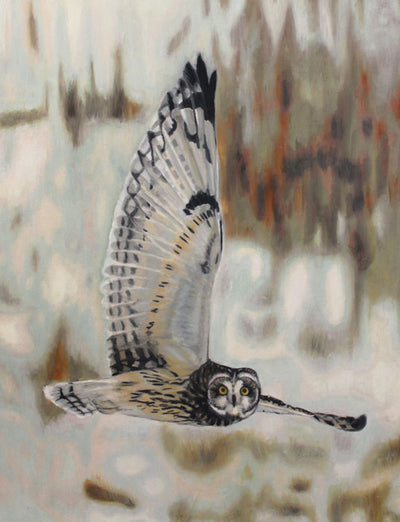 Gliding, Short-eared Owl - Donna Greenstein