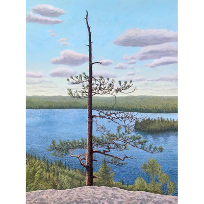 Old Pine, Centennial Ridges - John Kinsella