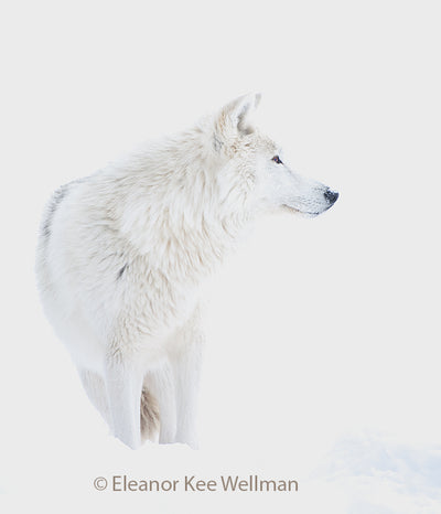 Winter Wolf - Eleanor Kee Wellman-Photography-Eclipse Art Gallery