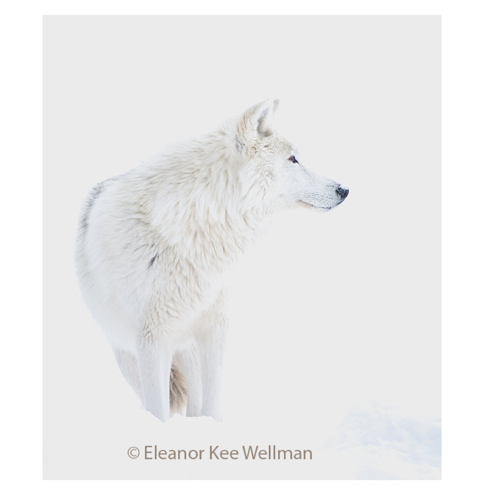 Winter Wolf - Eleanor Kee Wellman-Photography-Eclipse Art Gallery
